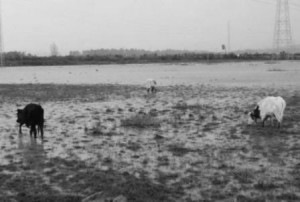 lluvia en el campo